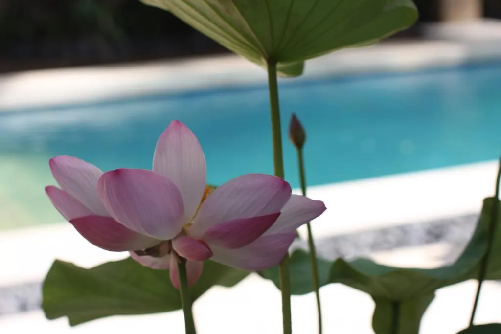 Villa Alu Lima Seminyak  Indonesia